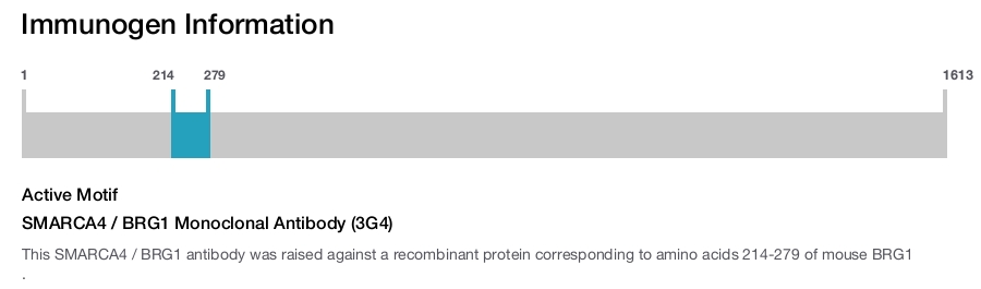 SMARCA4 / BRG1 Monoclonal Antibody (3G4)