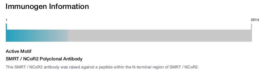 SMRT / NCoR2 Polyclonal Antibody