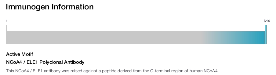 NCoA4 / ELE1 Polyclonal Antibody