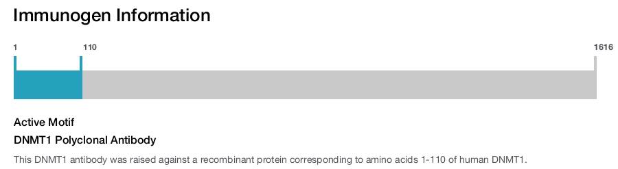 DNMT1 Polyclonal Antibody