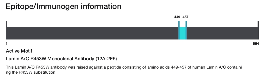 Lamin A/C R453W Monoclonal Antibody (12A-2F5)