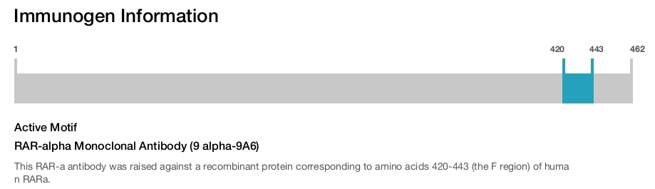 RAR-alpha Monoclonal Antibody (9 alpha-9A6)