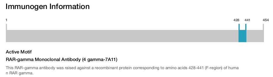 RAR-gamma Monoclonal Antibody (4 gamma-7A11)