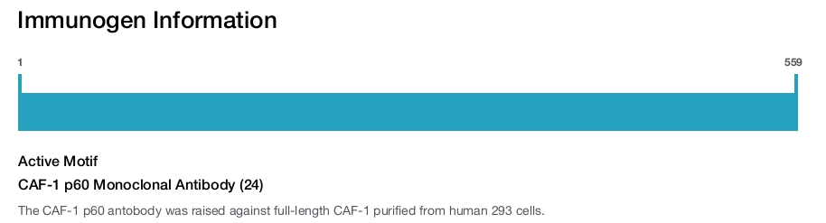 CAF-1 p60 Monoclonal Antibody (24)