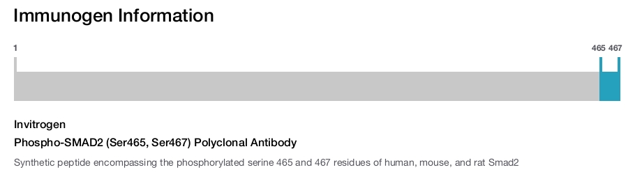 Phospho-SMAD2 (Ser465, Ser467) Polyclonal Antibody