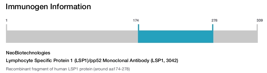 Lymphocyte Specific Protein 1 (LSP1)/pp52 Monoclonal Antibody (LSP1, 3042)