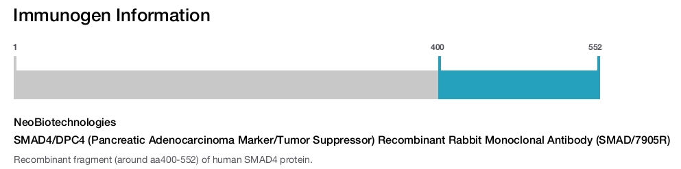 SMAD4/DPC4 (Pancreatic Adenocarcinoma Marker/Tumor Suppressor) Recombinant Rabbit Monoclonal Antibody (SMAD/7905R)