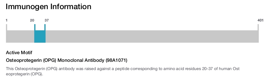 Osteoprotegerin (OPG) Monoclonal Antibody (98A1071)