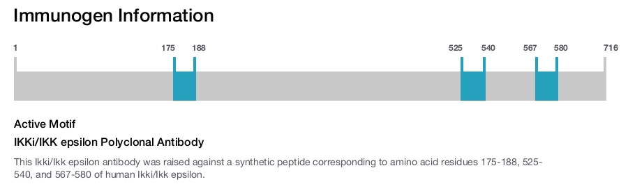 IKKi/IKK epsilon Polyclonal Antibody