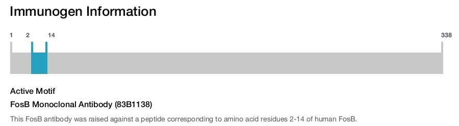FosB Monoclonal Antibody (83B1138)