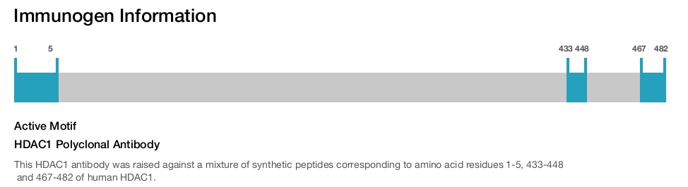 HDAC1 Polyclonal Antibody