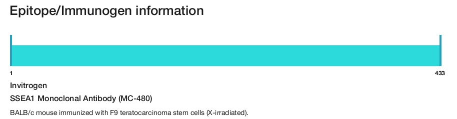SSEA1 Monoclonal Antibody (MC-480)