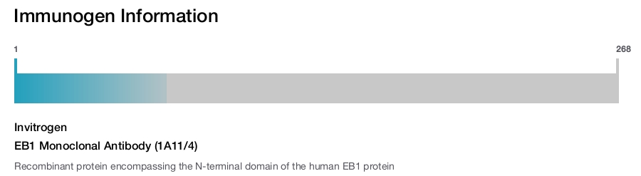 EB1 Monoclonal Antibody (1A11/4)