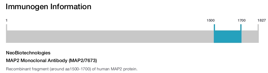 MAP2 Monoclonal Antibody (MAP2/7673)