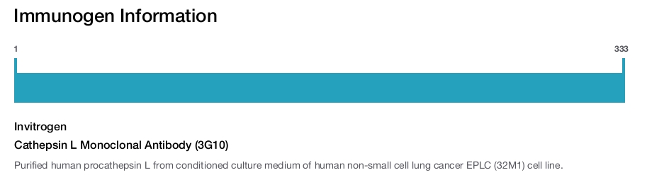 Cathepsin L Monoclonal Antibody (3G10)