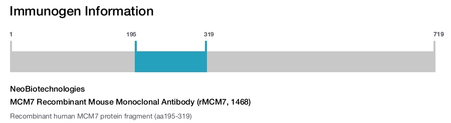 MCM7 Recombinant Mouse Monoclonal Antibody (rMCM7, 1468)