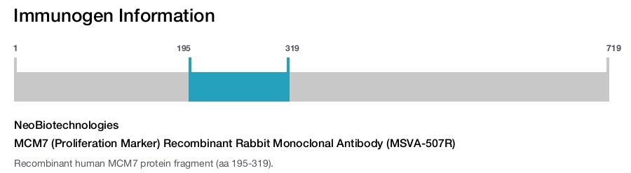 MCM7 (Proliferation Marker) Recombinant Rabbit Monoclonal Antibody (MSVA-507R)