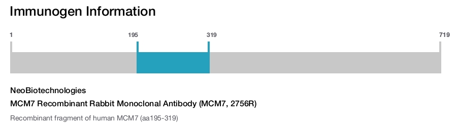 MCM7 Recombinant Rabbit Monoclonal Antibody (MCM7, 2756R)