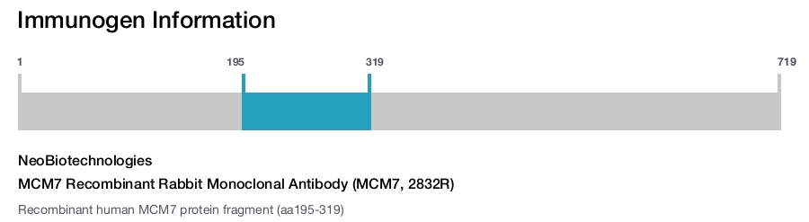 MCM7 Recombinant Rabbit Monoclonal Antibody (MCM7, 2832R)