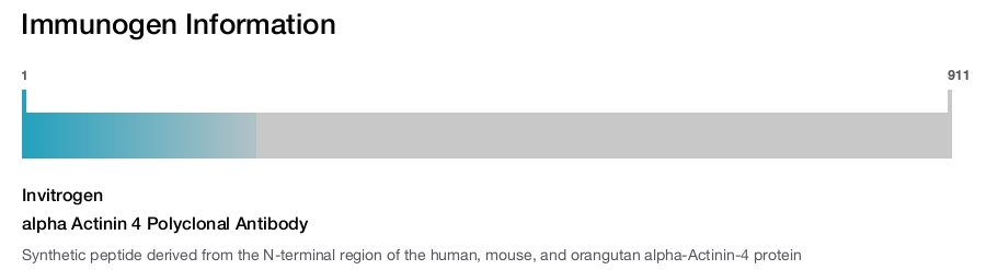 alpha Actinin 4 Polyclonal Antibody