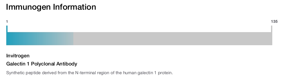 Galectin 1 Polyclonal Antibody