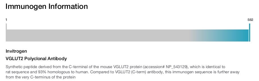 VGLUT2 Polyclonal Antibody