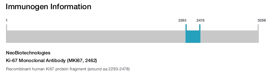 Ki-67 Monoclonal Antibody (MKI67, 2462)