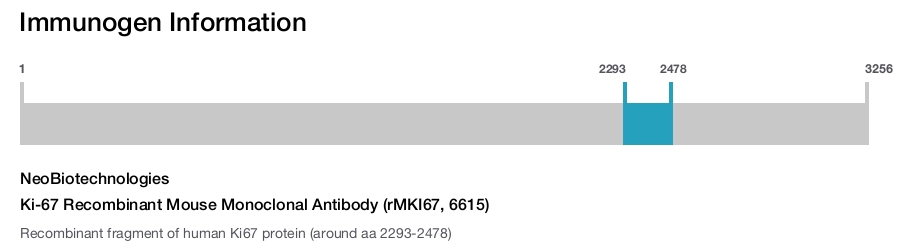 Ki-67 Recombinant Mouse Monoclonal Antibody (rMKI67, 6615)