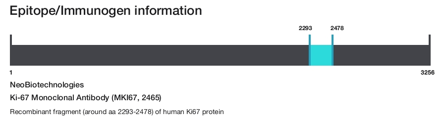 Ki-67 Monoclonal Antibody (MKI67, 2465)