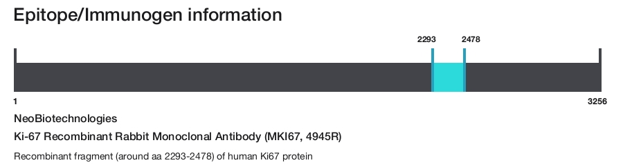 Ki-67 Recombinant Rabbit Monoclonal Antibody (MKI67, 4945R)