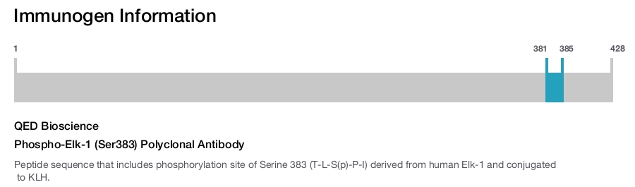Phospho-Elk-1 (Ser383) Polyclonal Antibody