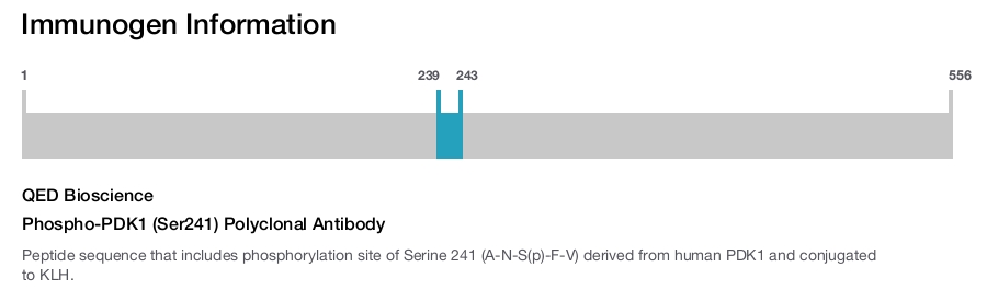 Phospho-PDK1 (Ser241) Polyclonal Antibody