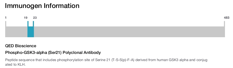 Phospho-GSK3-alpha (Ser21) Polyclonal Antibody