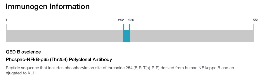 Phospho-NFkB-p65 (Thr254) Polyclonal Antibody