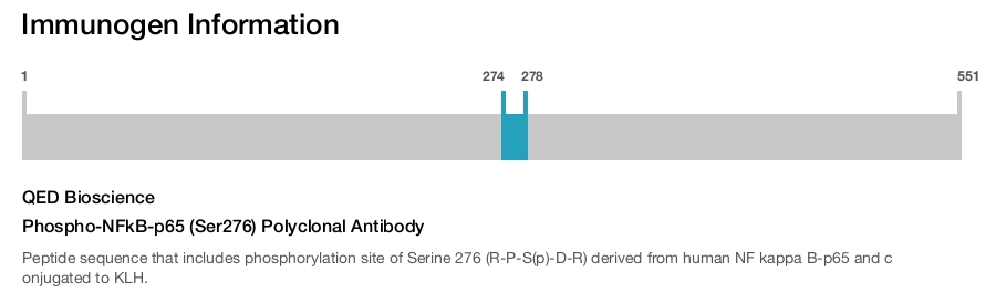 Phospho-NFkB-p65 (Ser276) Polyclonal Antibody