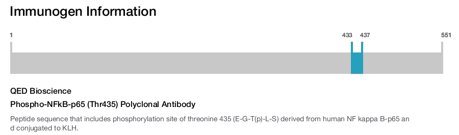 Phospho-NFkB-p65 (Thr435) Polyclonal Antibody