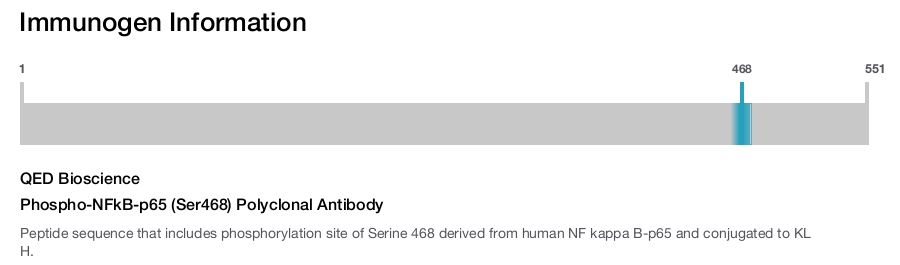 Phospho-NFkB-p65 (Ser468) Polyclonal Antibody