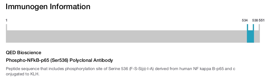 Phospho-NFkB-p65 (Ser536) Polyclonal Antibody