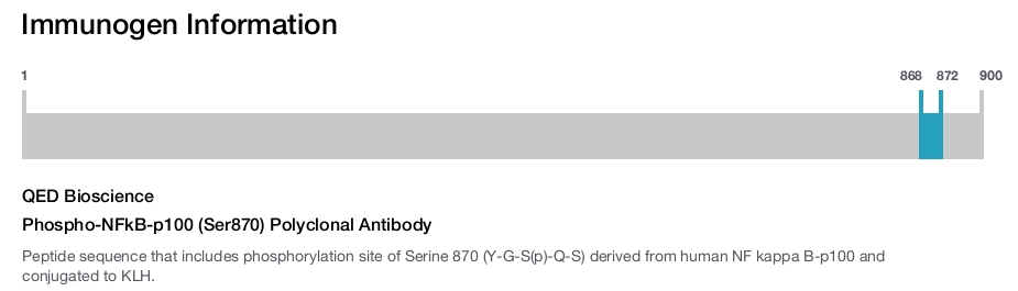 Phospho-NFkB-p100 (Ser870) Polyclonal Antibody