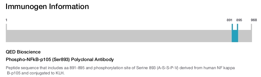 Phospho-NFkB-p105 (Ser893) Polyclonal Antibody