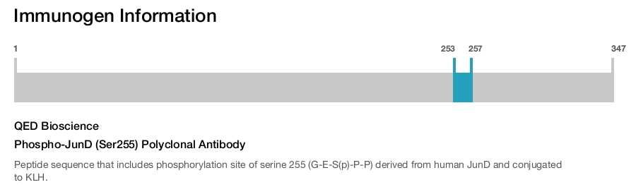 Phospho-JunD (Ser255) Polyclonal Antibody