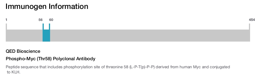 Phospho-Myc (Thr58) Polyclonal Antibody