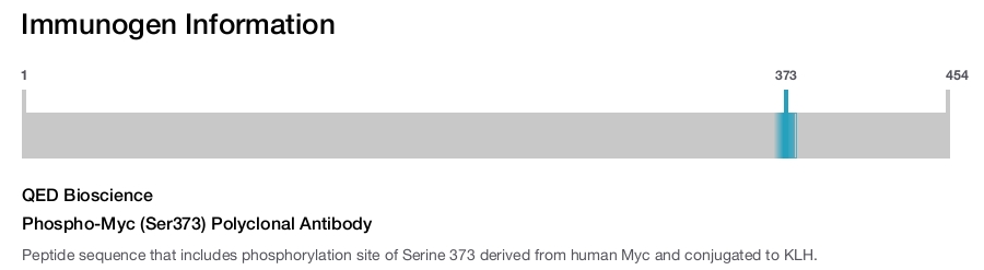 Phospho-Myc (Ser373) Polyclonal Antibody