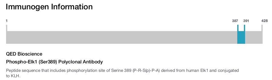 Phospho-Elk1 (Ser389) Polyclonal Antibody