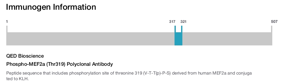 Phospho-MEF2a (Thr319) Polyclonal Antibody