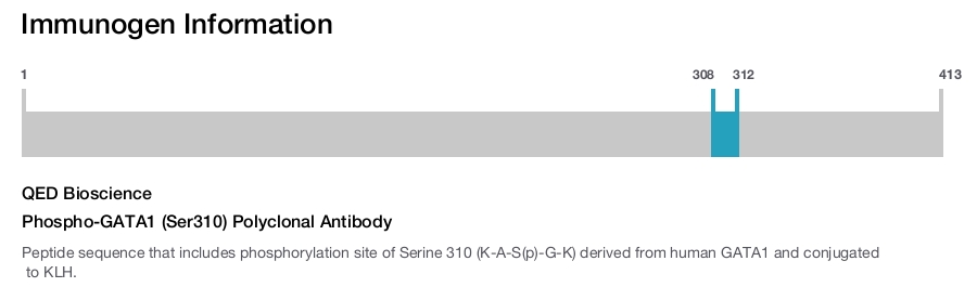 Phospho-GATA1 (Ser310) Polyclonal Antibody