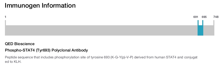 Phospho-STAT4 (Tyr693) Polyclonal Antibody