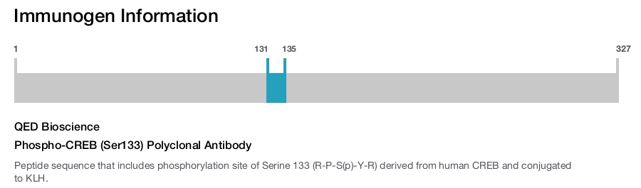 Phospho-CREB (Ser133) Polyclonal Antibody