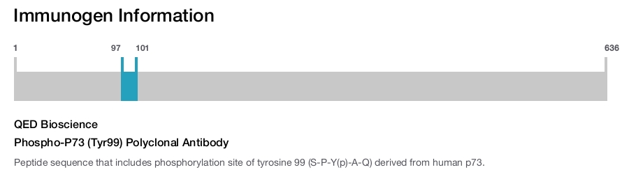 Phospho-P73 (Tyr99) Polyclonal Antibody