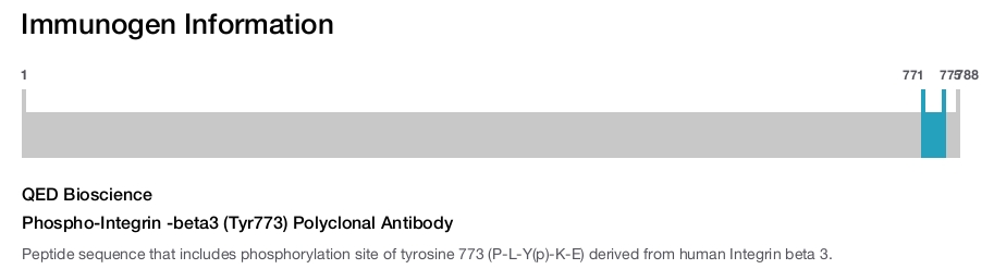 Phospho-Integrin -beta3 (Tyr773) Polyclonal Antibody